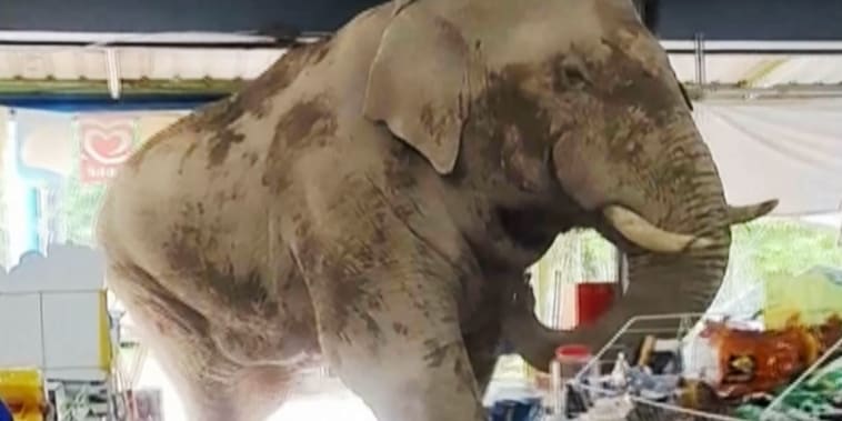 An Elephant Wanders Into a Grocery Store and Steals Crackers, a Sandwich and the Internet’s Heart