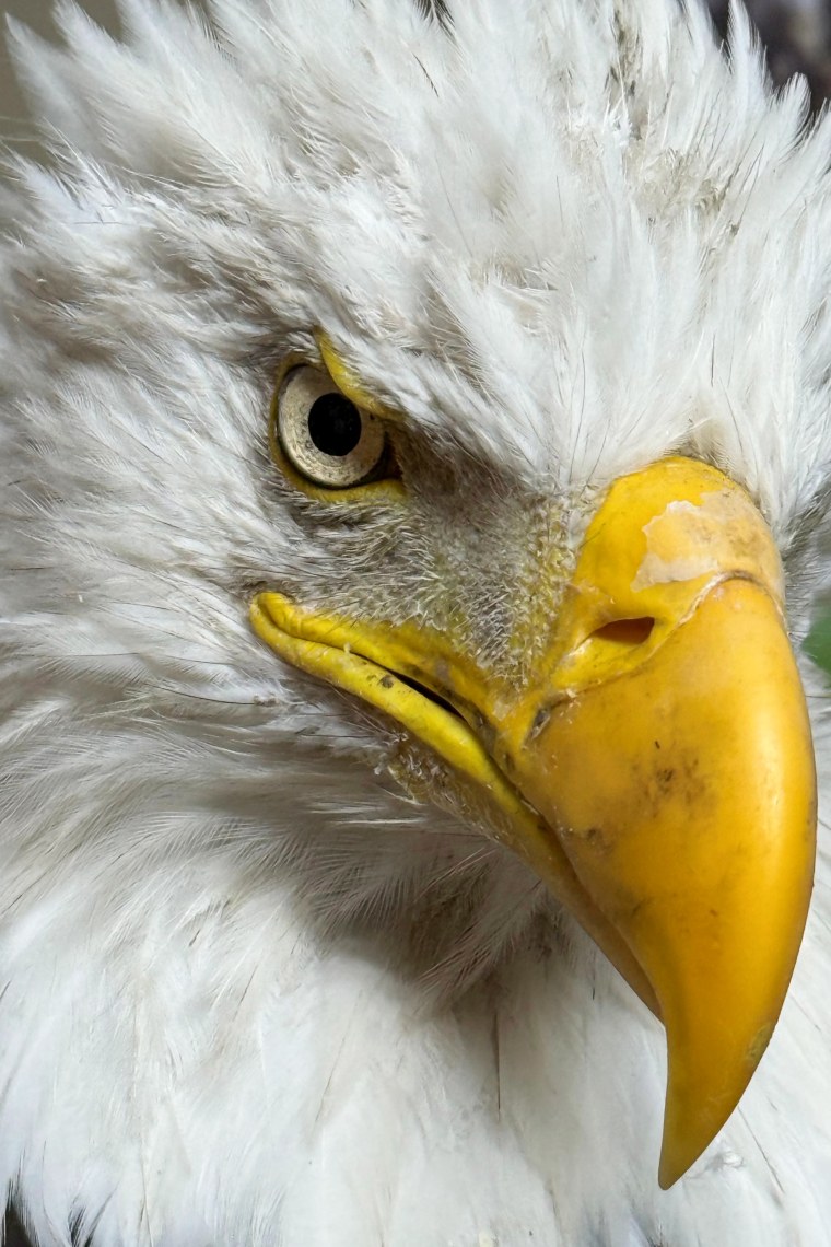 A portrait of Jackie, the bald eagle.