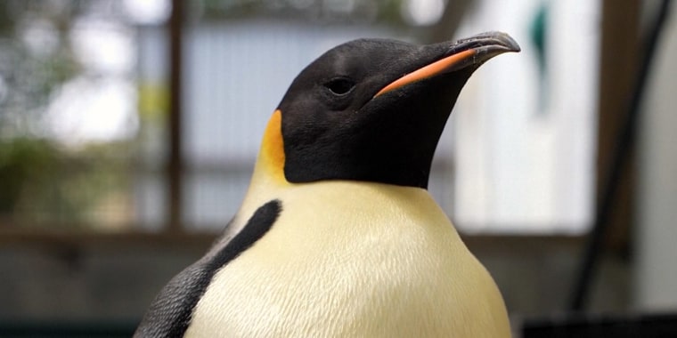 Rare Emperor Penguin