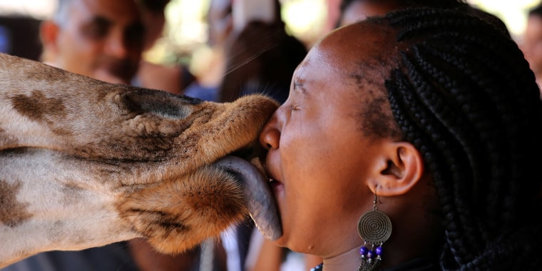A visitor feeds a food pellet to a giraffe in the Giraffe Centre in Nairobi