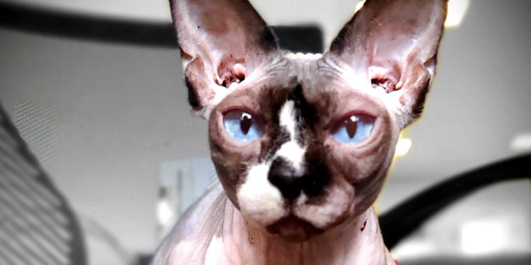 A Sphynx cat named Thea is clicker-trained to open and close her eyes, helping people relax during Zoom meditations.