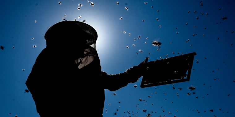 Image: A beekeeper equipped with suit and gloves winterizes beehives early due to temperature below seasonal norms in Kars, Turkey, on Sept. 12, 2020.