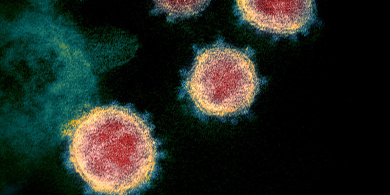 Image: Transmission electron microscope image shows SARS-CoV-2, also known as novel coronavirus