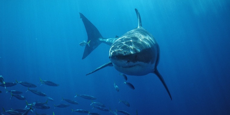 Image: Great White Shark, Carcharodon carcharias, USA, California, Pacific Ocean, Farallon Island, San Francisco Bay