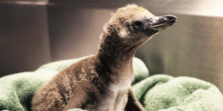 A new penguin chick is being raised by a pair of gay male penguins at the Rosamond Gifford Zoo.