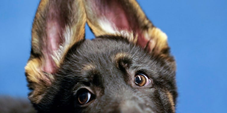 Kenji, a 13-week-old German Shepard puppy