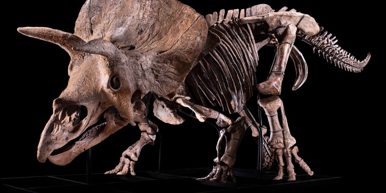 The fossilized "Big John" triceratops skeleton