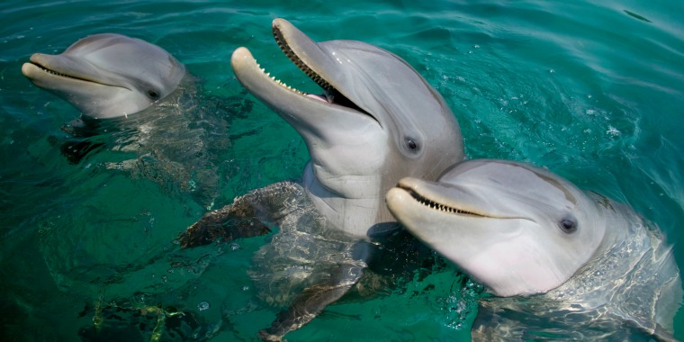 Bottlenosed Dolphins at Water's Surface