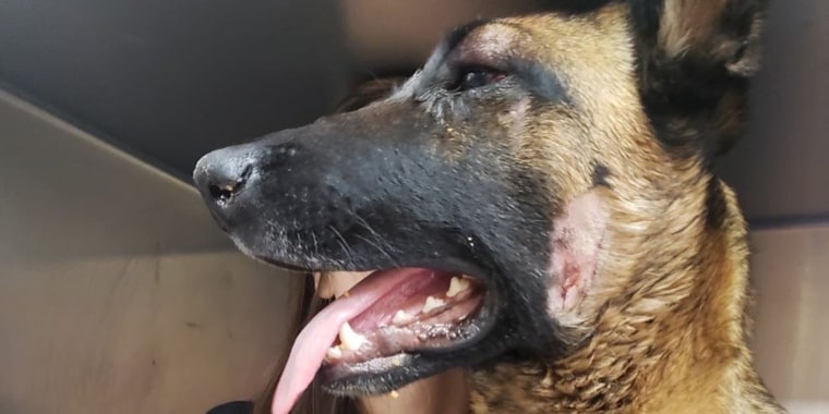 A California woman's dog was badly wounded after it tried to protect its owner from a mountain lion attack in Trinity Country.