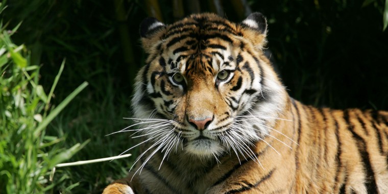 FILE: Tiger Kills Man At San Francisco Zoo