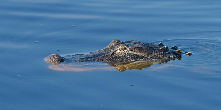 Alligator Swimming