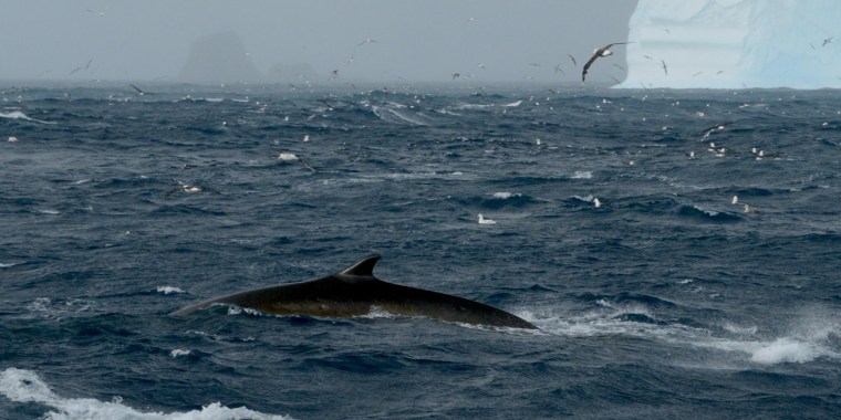 A fin whale swims in front of iceberg