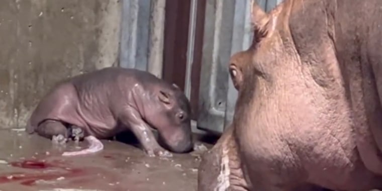 Image: A 23-year-old hippo, named Bibi gave birth to a healthy calf at the Cincinnati zoo.