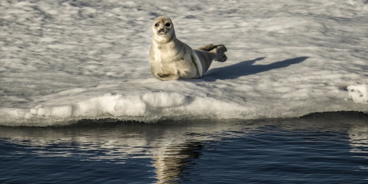 A bearded seal rests on ice near Svalbard in the Arctic Ocean in Norway on July 18, 2022.