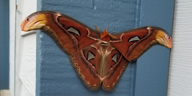 The atlas moth on a garage wall in Bellevue, Wash., last month.