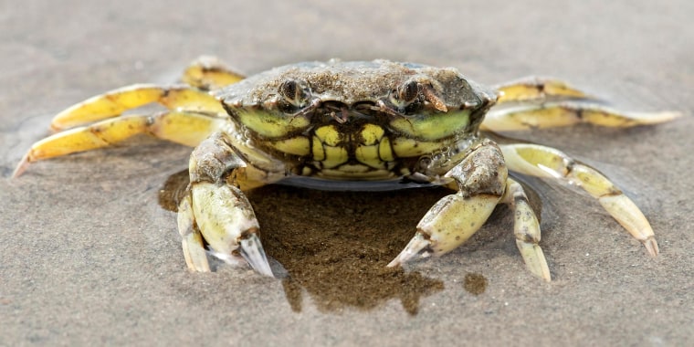 Image: European Green Crab, (Carcinus maenas), Wadden Sea, North Sea Coast, Schleswig-Holstein, Germany
VARIOUS