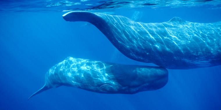 A sperm whale calf swims under its mother.