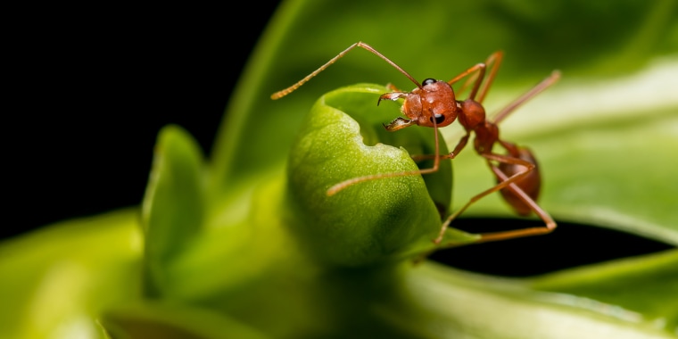 Red ant on green leaf