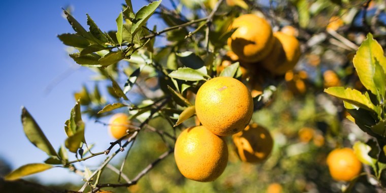 Florida Citrus Crops Endangered By U.S. Cold Snap