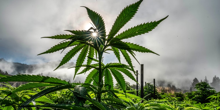 A cannabis farm in Petrolia, Calif., on Aug. 3, 2022.