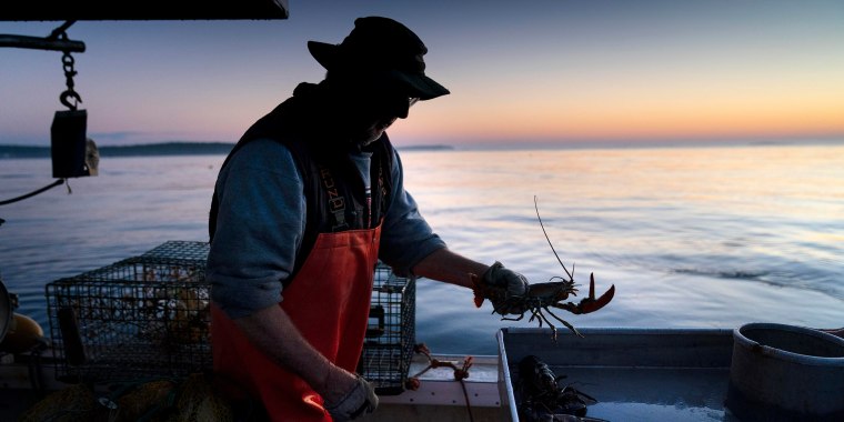 FILE - Max Oliver moves a lobster to the banding table aboard his boat while fishing off Spruce Head, Maine, on Aug. 31, 2021. A congressman from Maine said Wednesday, Oct. 5, 2022, that he will file a proposal to withhold federal money from a California aquarium and conservation group that has recommended seafood consumers avoid buying lobster.