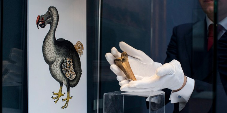 A rare fragment of a Dodo femur bone on display at a Christie's auction house in London on March 27, 2013.