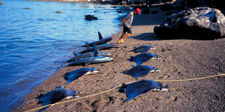A shark finning camp on a beach of the Sea of Cortez, Mexico.