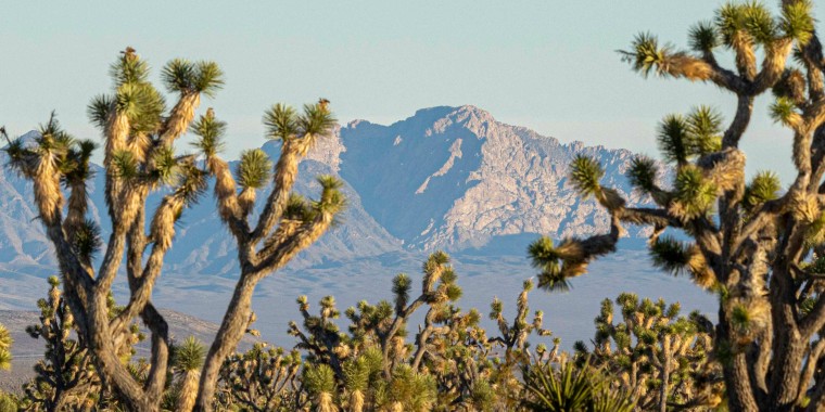 Image: The Spirit Mountain area, also known by the Mojave name Avi Kwa Ame and home to some of the largest and oldest Joshua Trees, in the Mojave Desert, Nev., on Jan. 6, 2023. (John Burcham/The New York Times)