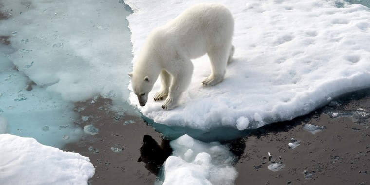 A polar bear stands on an ice floe in the Arctic Ocean in 2015.