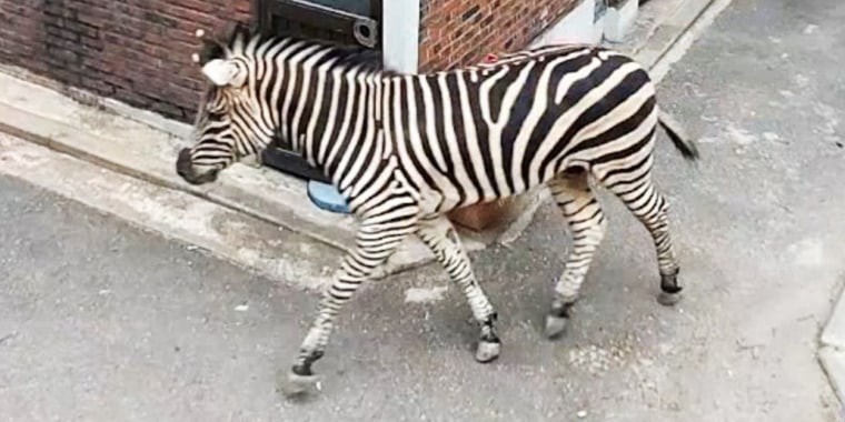 A young zebra had a rare day out when he ran away from a zoo in Seoul and trotted around the streets of the South Korean capital, before being sedated and captured a few hours later.
