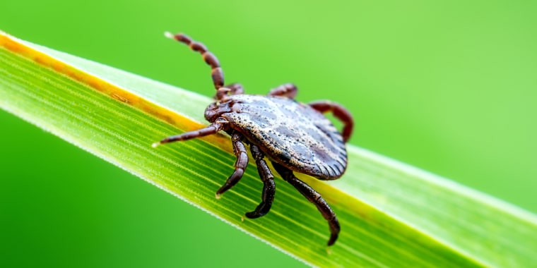 Encephalitis tick Insect on grass.