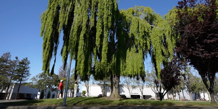 Marian Johnson and her brother Michael visit a willow tree in Russell City that they believe their great-grandfather planted.