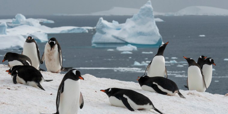 Gentoo penguins on Petermann Island, Antarctica, in November 2022.