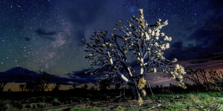 Joshua trees burned by the York Fire in the Mojave National Preserve.