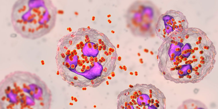 Gonorrhoeae bacteria. 