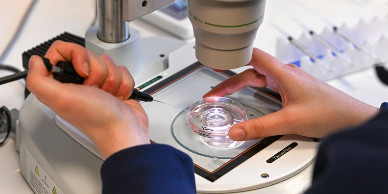 A technician prepare the fertilization of an egg cell under an electron microscope.