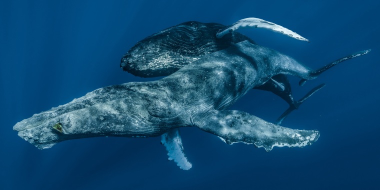 photographers captured the sexual encounter of two adult male humpback whales in the waters west of Maui, Hawaii on Jan. 19, 2022.