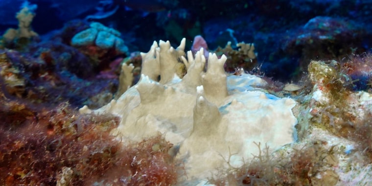 Bleached coral at the Flower Garden Banks National Marine Sanctuary, off the coast of Galveston, Texas, in the Gulf of Mexico, on Sept. 16, 2023.