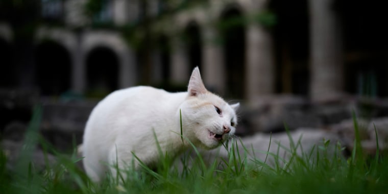 HeadlineImage