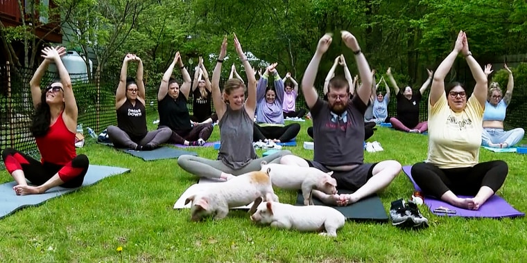 Participants in a yoga class in Spencer, Mass., interact with piglets on May 17, 2024. 