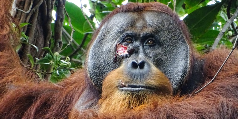 An adult flanged male Orangutan with a circular facial wound