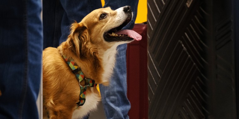 dog import rules to U.S.A. travel canine leash