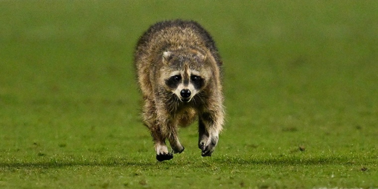 Raccoon Invades Philadelphia Union vs New York City FC Soccer Game