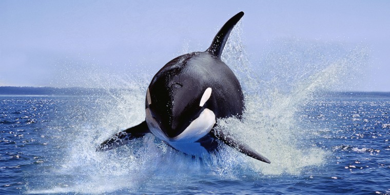 An orca leaping out of the water in Canada