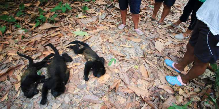 Dozens of howler monkeys have died due to drought and high temperatures in Comalcalo, Mexico.