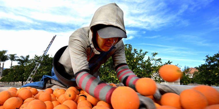 A worker dumps a sack full of freshly picked oranges into a bin for disposal in a Redlands orange grove in Redlands, Calif.