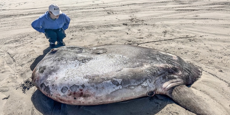 newly discovered and rare species of sunfish