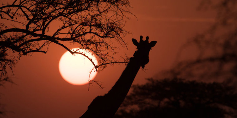 HeadlineImage