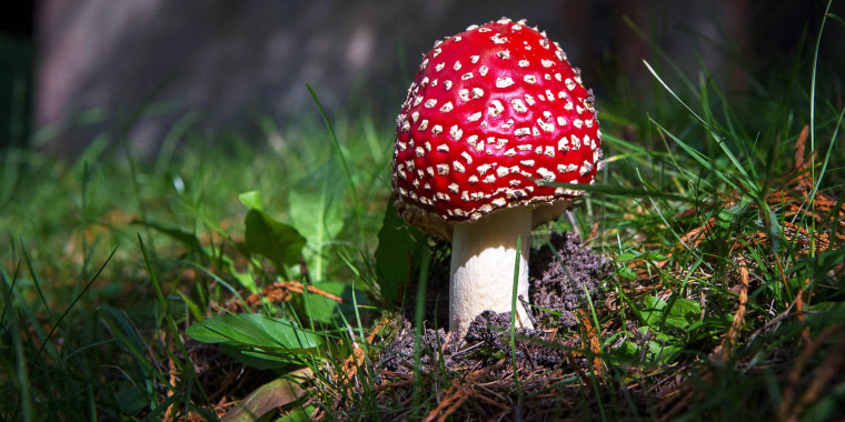 Amanita muscaria mushroom
