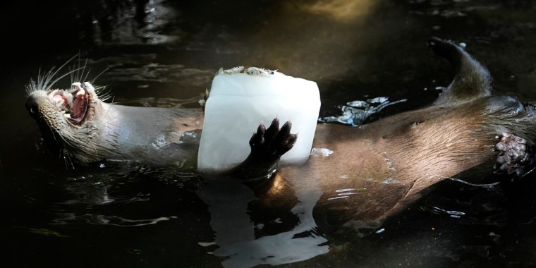 Una nutria sostiene un bloque de hielo en Palm Beach Zoo & Conservation Society.